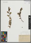 Foto von Salix retusa L. x Salix waldsteiniana Willd.